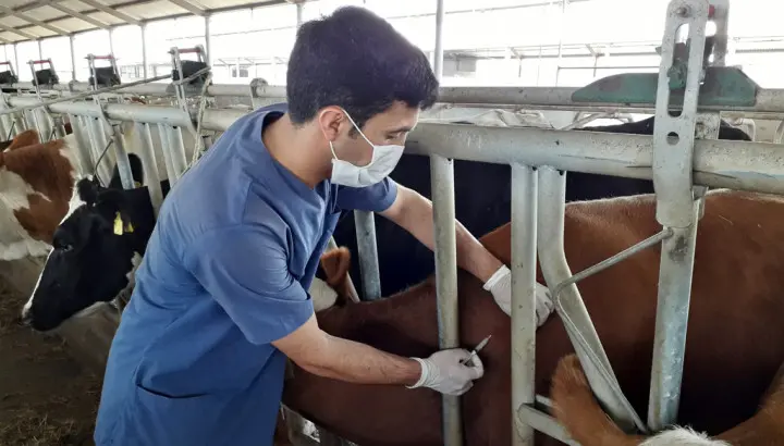 İmişli rayonunda cari ilin profilaktik  baytarlıq tədbirləri davam etdirilir