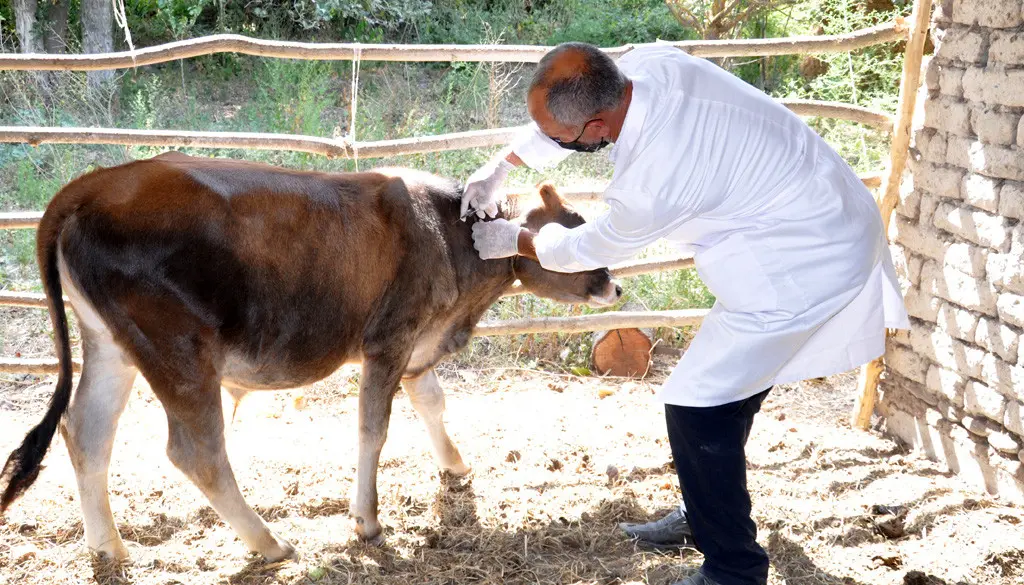 Ucar rayonunda heyvanların qarayara və quduzluq xəstəliklərinə qarşı peyvəndləmə tədbirləri yekunlaşıb