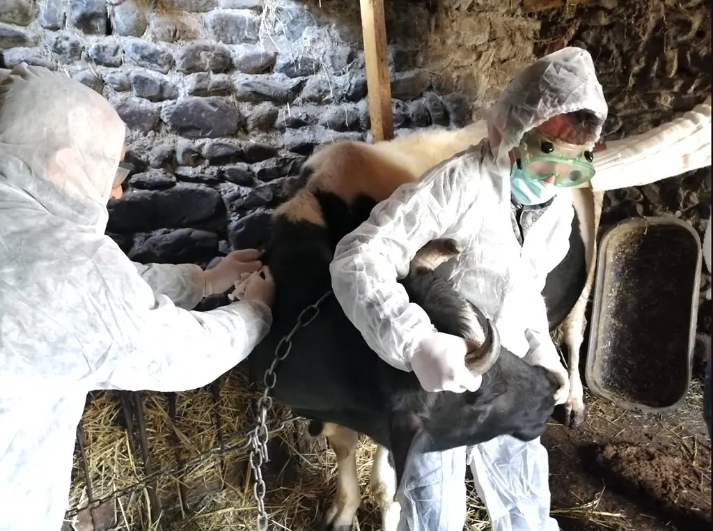 Zaqatalada dabağa qarşı profilaktik peyvəndləmə tədbirləri davam etdirilir