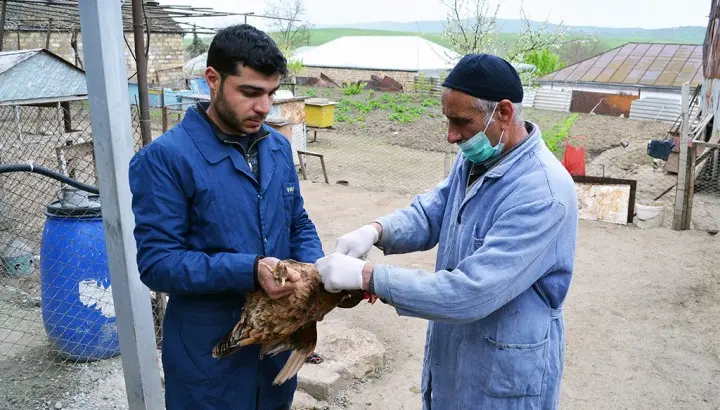 Şamaxı rayonunda xüsusi təhlükəli xəstəliklərə qarşı vaksinasiya işləri yekunlaşıb