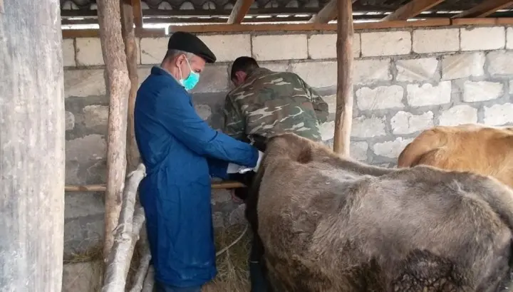 Qax rayonunda profilaktik tədbirlər davam etdirilir