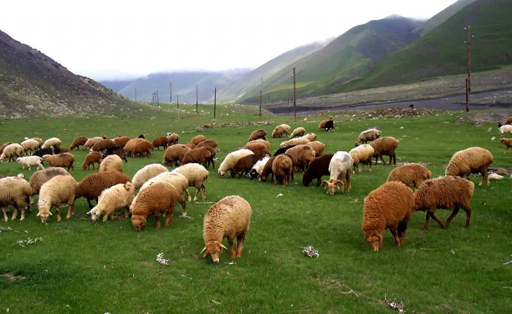 Qoyunların yaylaq, otlaq və otlaq-pəyə şəraitində saxlanması-Mütəxəssis tövsiyəsi