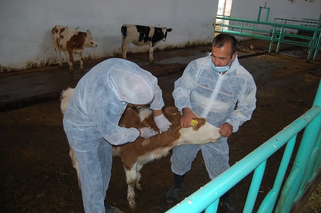 Samux rayonunda heyvanlar arasında peyvəndləmə işləri görülür