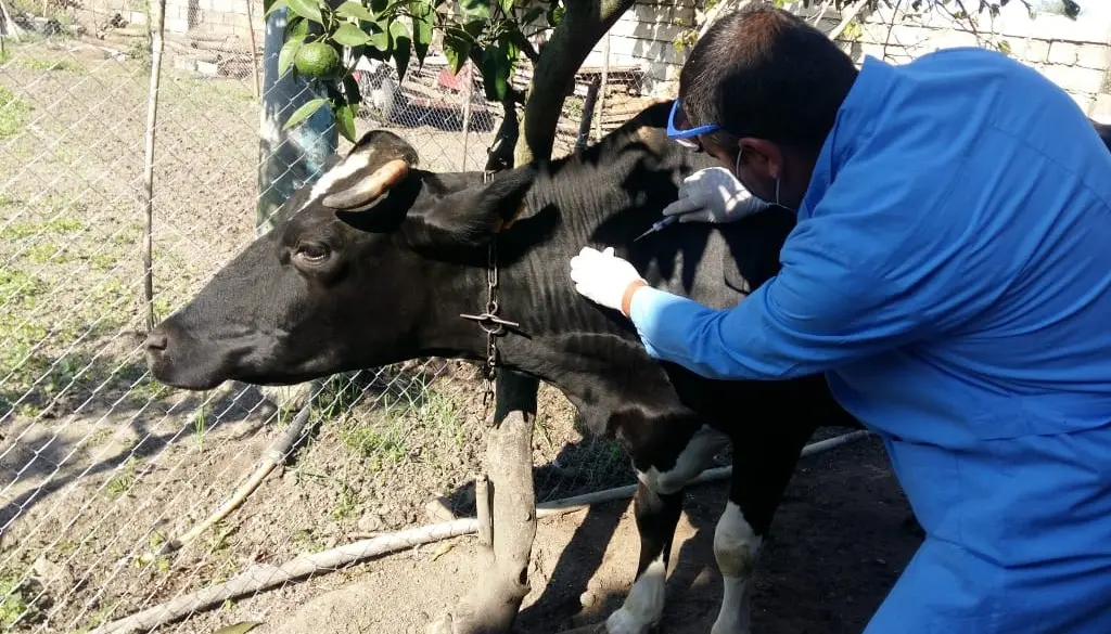 Astarada heyvanların vaksinasiyası davam etdirilir