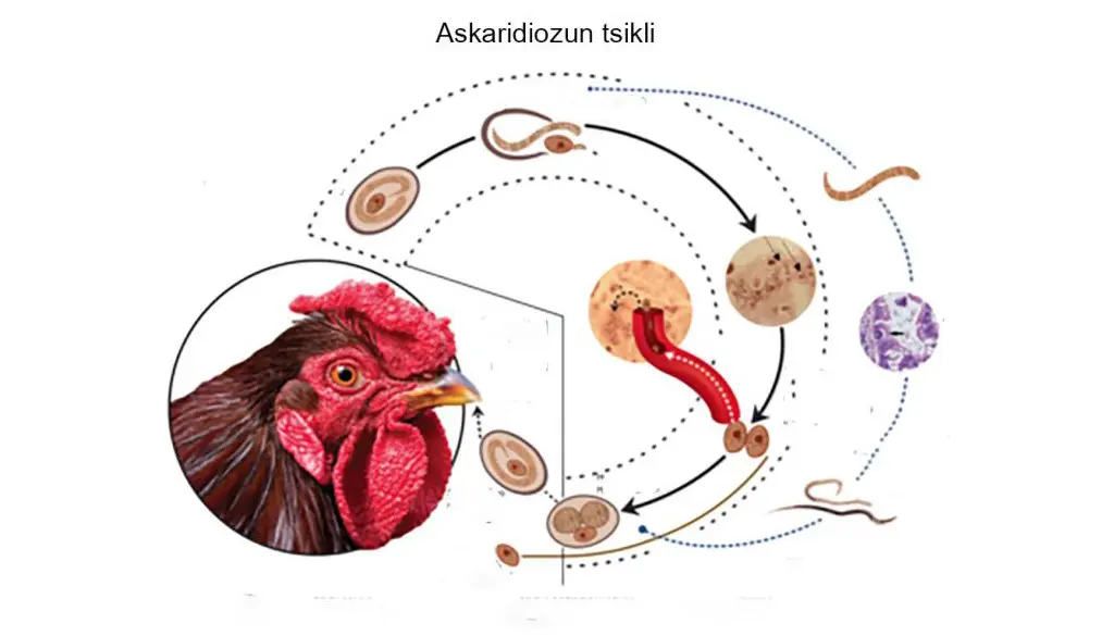 Quşların askaridioz xəstəliyinə dair mütəxəssis tövsiyəsi