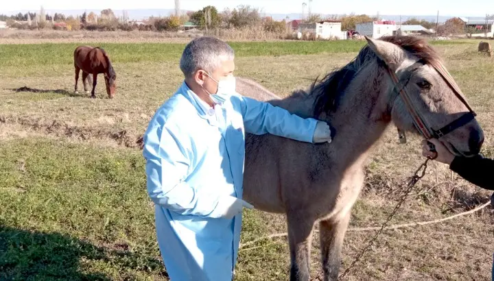 Tovuz rayonunda epizootik tədbirlər yekunlaşıb