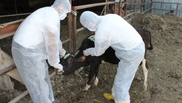 Masallı rayonunda cari ilin epizootik tədbirləri davam etdirilir