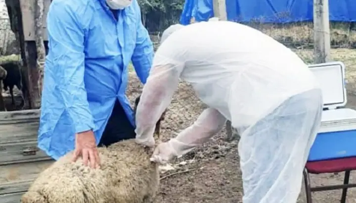 Ağstafada heyvanların qarayara xəstəliyinə qarşı peyvəndləmə tədbiri yekunlaşıb