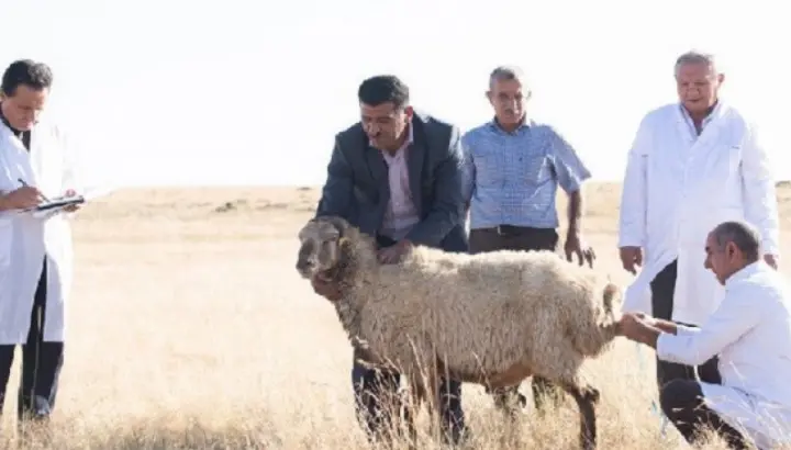 Dövlət Reyestrinə yeni heyvan cinsi əlavə olunmuşdur.