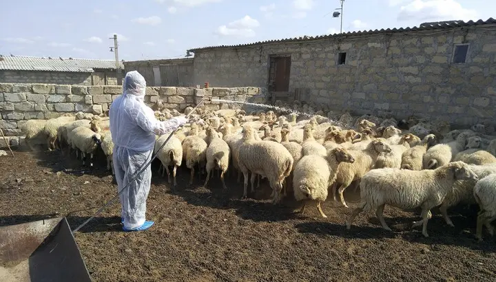 Göyçay və Kürdəmirdə qış yataqları, diri heyvan satışı yerlərində dezinfeksiya tədbirləri aparılıb