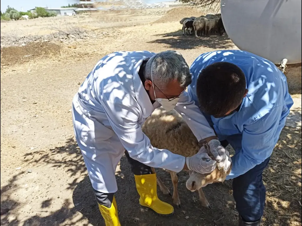 Şirvanda heyvanlar arasında peyvəndləmə tədbirləri davam etdirilir