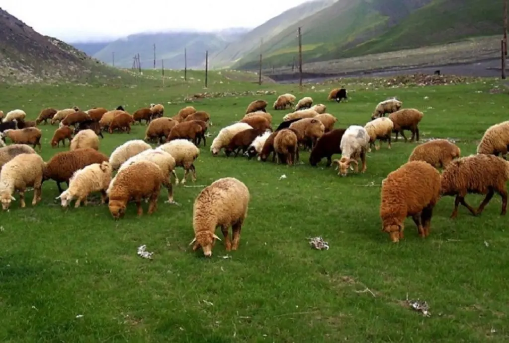 Qoyun və keçilərin nayrobi xəstəliyindən qorunması – Fermerlərə məsləhət