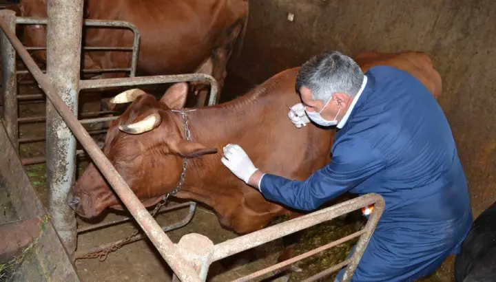 Masallıda epizootiya əleyhinə profilaktik və diaqnostik tədbirlər yerinə yetirilir