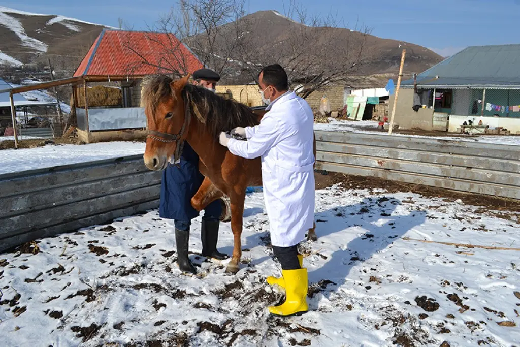 Daşkəsəndə heyvanlar arasında təhlükəli xəstəliklərə qarşı profilaktik tədbirlər davam etdirilir