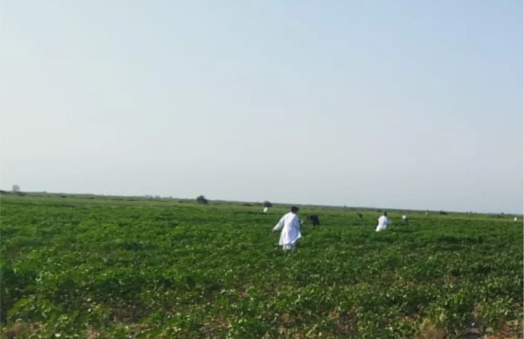 Pambıq sovkasına qarşı mübarizə tədbirləri davam edir