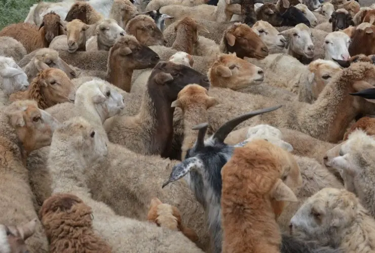 Köçəri heyvandarlıq təsərrüfatlarında qış mövsümünə hazırlıq tədbirləri