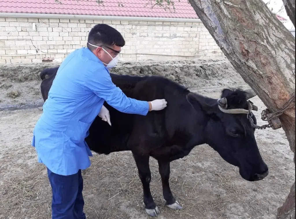 Siyəzəndə heyvanlar arasında profilaktik tədbirlər davam etdirilir