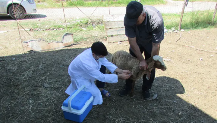 Xaçmazın heyvandarlıq təsərrüfatlarında epizootiya əleyhinə profilaktik tədbirlər davam etdirilir