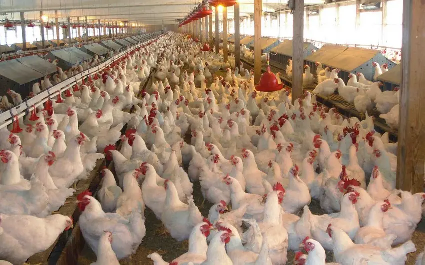 Quşların xondrodistrofiyası (perozu)