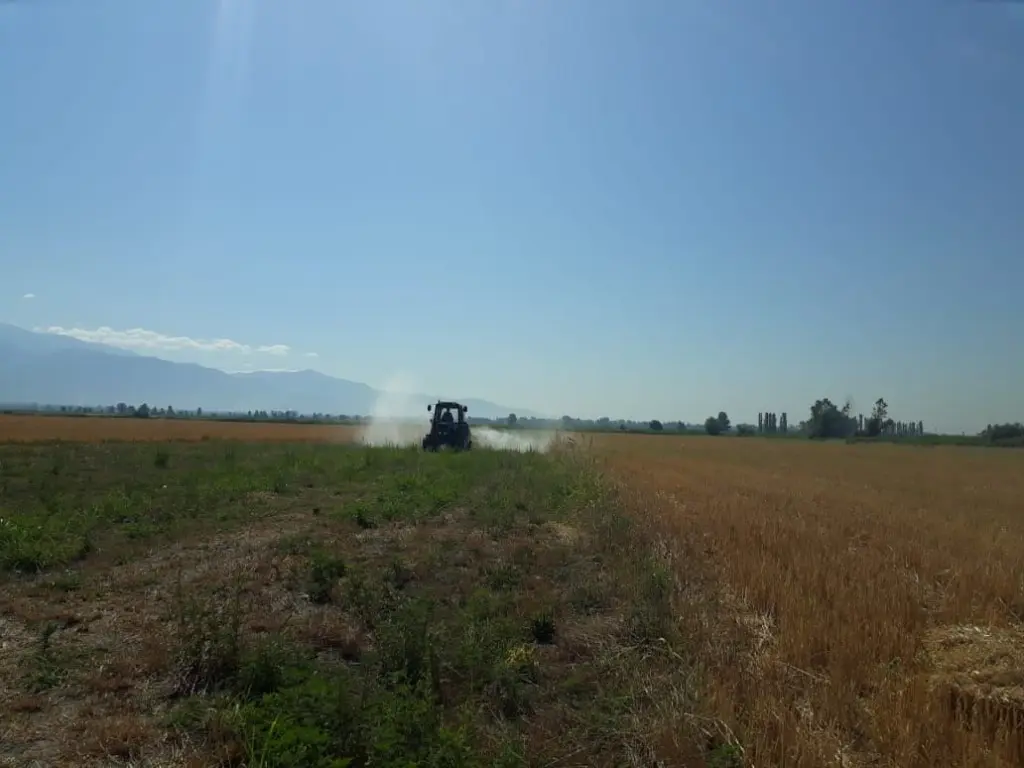 Karantin alaq otlarına (Yovşanyarpaqlı ambroziyza) qarşı mübarizə tədbirləri davam etdirilir