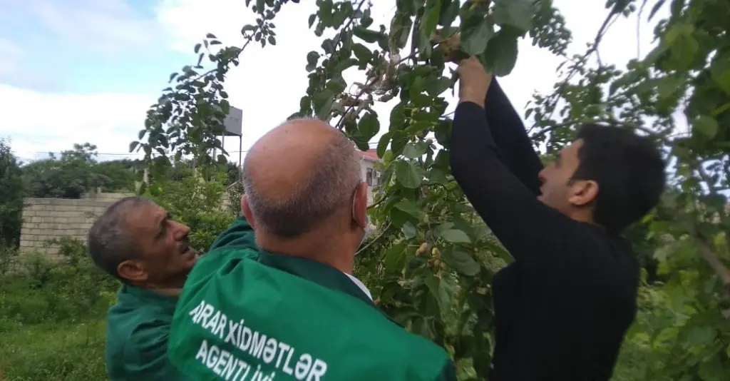 AMERİKA AĞ KƏPƏNƏYİNƏ QARŞI MÜBARİZƏ TƏDBİRLƏRİNƏ BAŞLANILIB