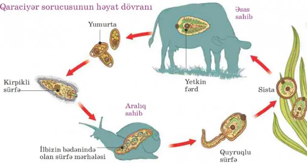 Heyvanların fassiolyozuna qarşı fermerlər necə mübarizə aparmalıdır-mütəxəssis tövsiyəsi