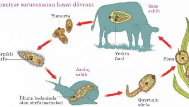 FASSİOLYOZ  xəstəliyinə qarşı necə mübarizə  aparılmalı –   mütəxəssis məsləhəti