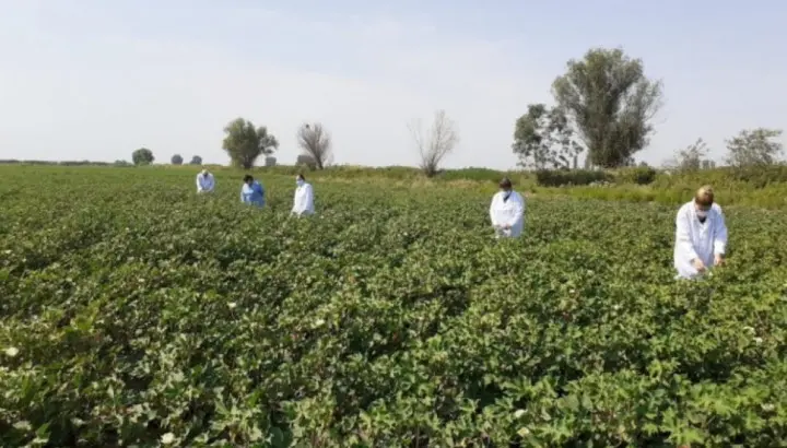 Pambıq sovkasına qarşı mübarizə tədbirləri davam edir