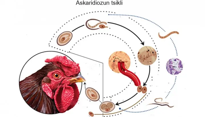 Quşları askaridioz xəstəliyindən necə qorumalı?- Fermerlərə tövsiyə