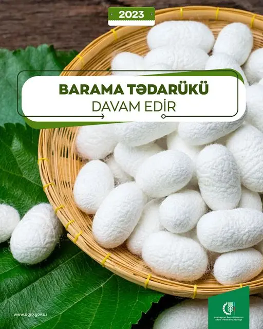 Baramaçılıq-2023: Tədarük məntəqələrinə 352 ton yaş barama təhvil verilib