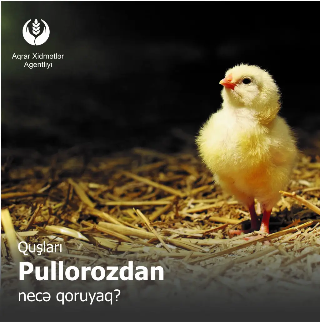 PULLOROZ xəstəliyinə qarşı mübarizə tədbirləri