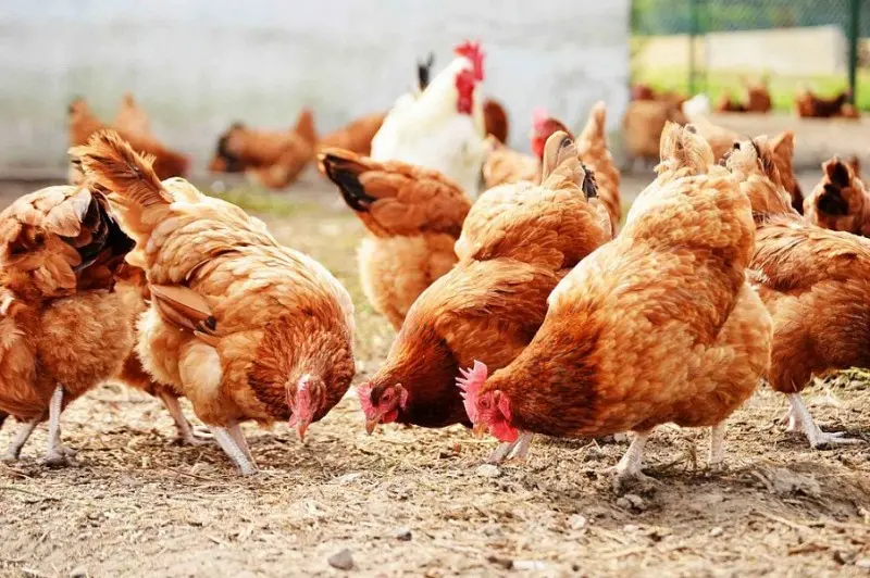 Quşların infeksion larinqotraxeiti