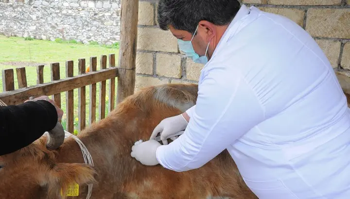 Oğuz rayonunda heyvanlar arasında profilaktiki tədbirlər davam etdirilir