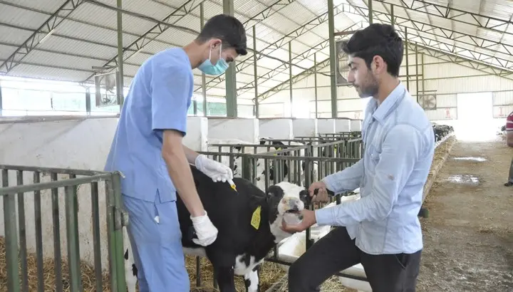 Bərdədə heyvanlar arasında xüsusi təhlükəli xəstəliklərə qarşı profilaktik tədbirlər davam etdirilir