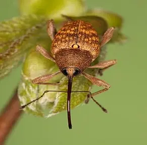 Fındıq uzunburnu (Curculio nucum) və ona qarşı mübarizə tədbirləri