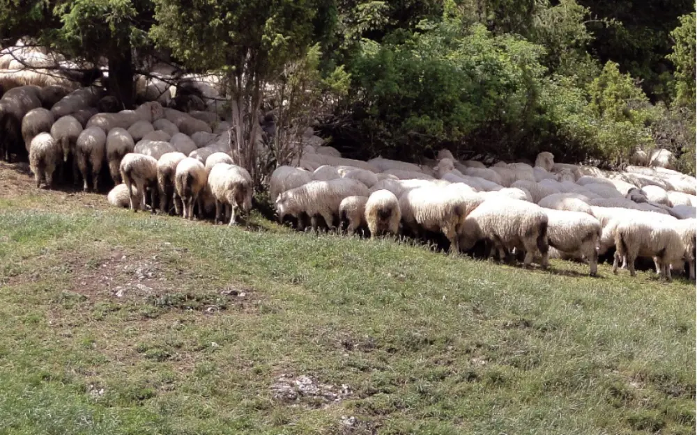 Heyvanları günvurmadan necə qorumalı? - Mütəxəssis tövsiyəsi