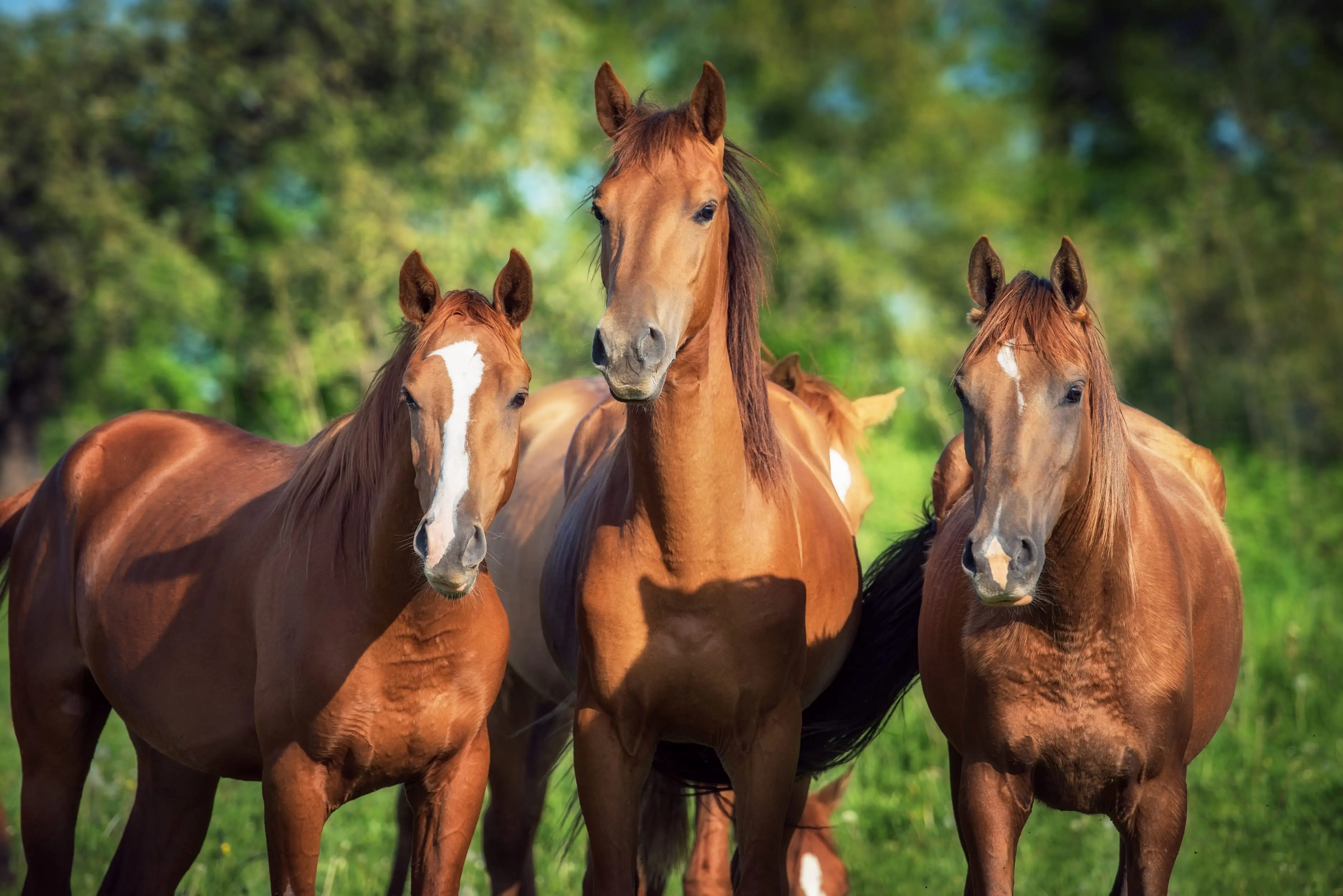 Atların qripi (atlarda influenza)