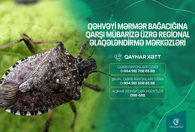 Qəhvəyi mərmər bağacığına qarşı mübarizənin səmərəli təşkili üçün “Qaynar xətt” fəaliyyətə başlayıb