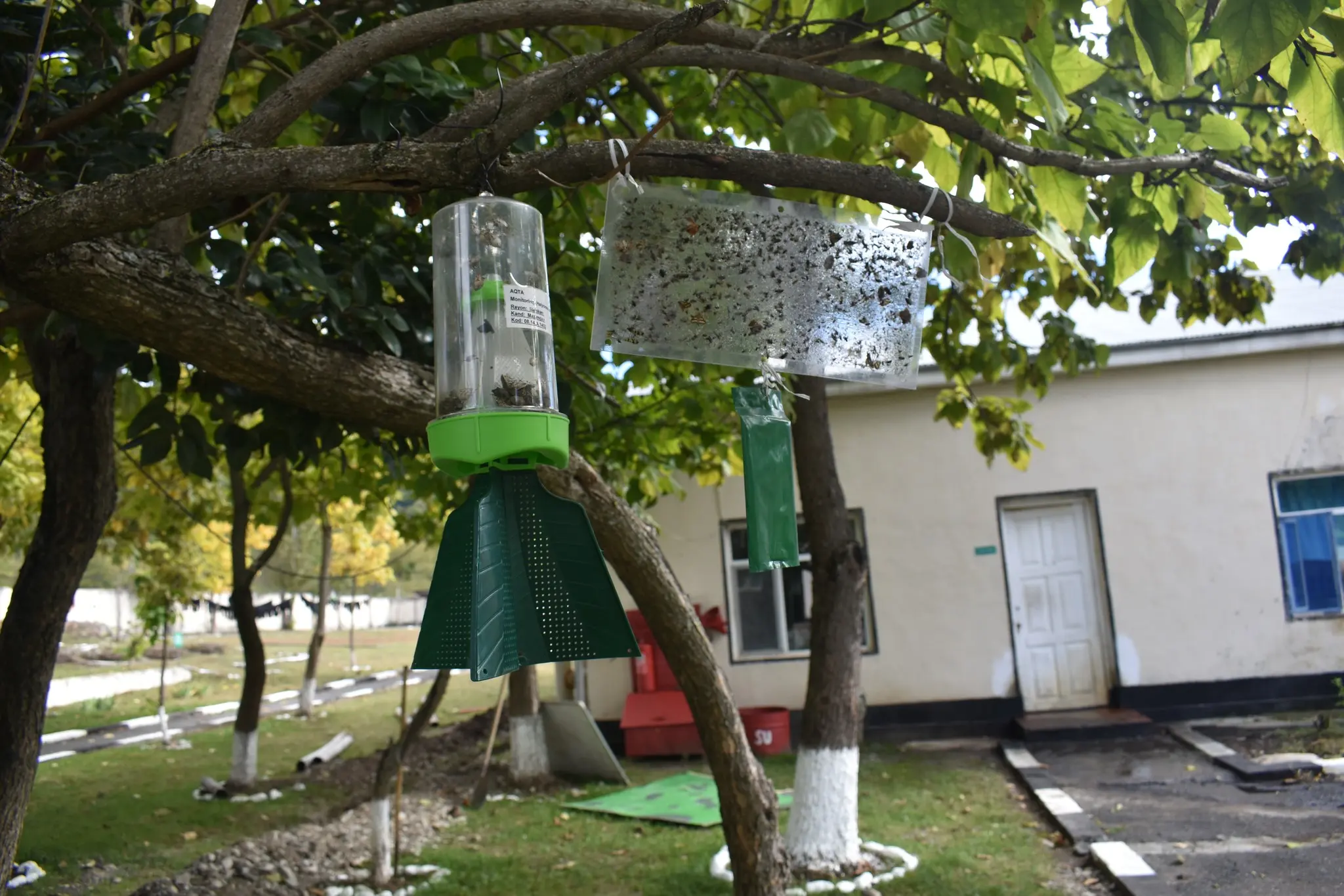 Bölgələrdə Qəhvəyi Mərmər bağacığına qarşı monitorinqlər və mübarizə tədbirləri davam etdirilir