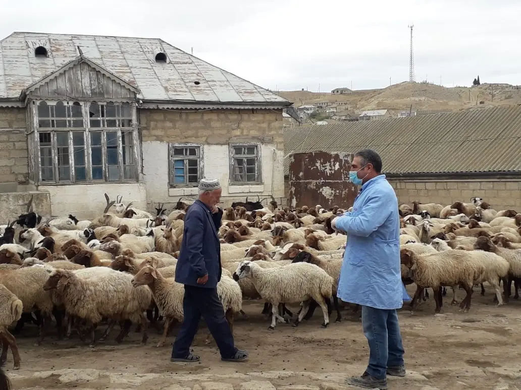 Qoyunlarda çiçək xəstəliyinə qarşı peyvəndləmə tədbirləri davam etdirilir.