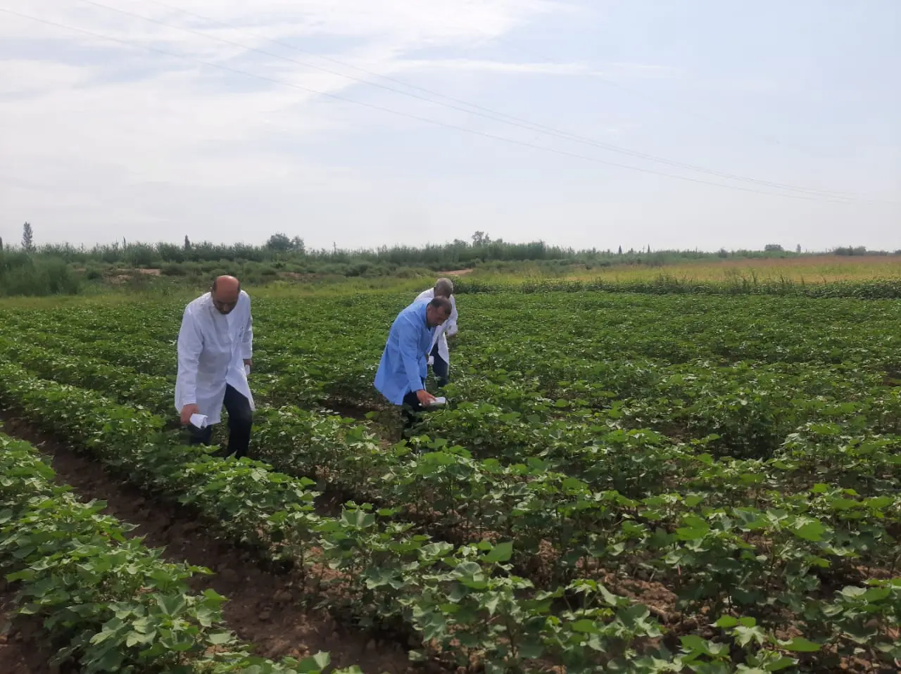 Pambıq sovkasına qarşı bioloji mübarizə tədbirləri davam edir