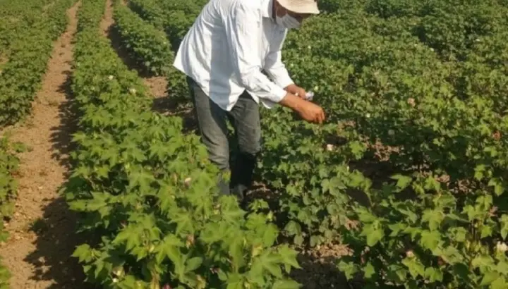 Pambıq sovkasının ikinci nəslinə qarşı bioloji mübarizə tədbirləri aparılıb