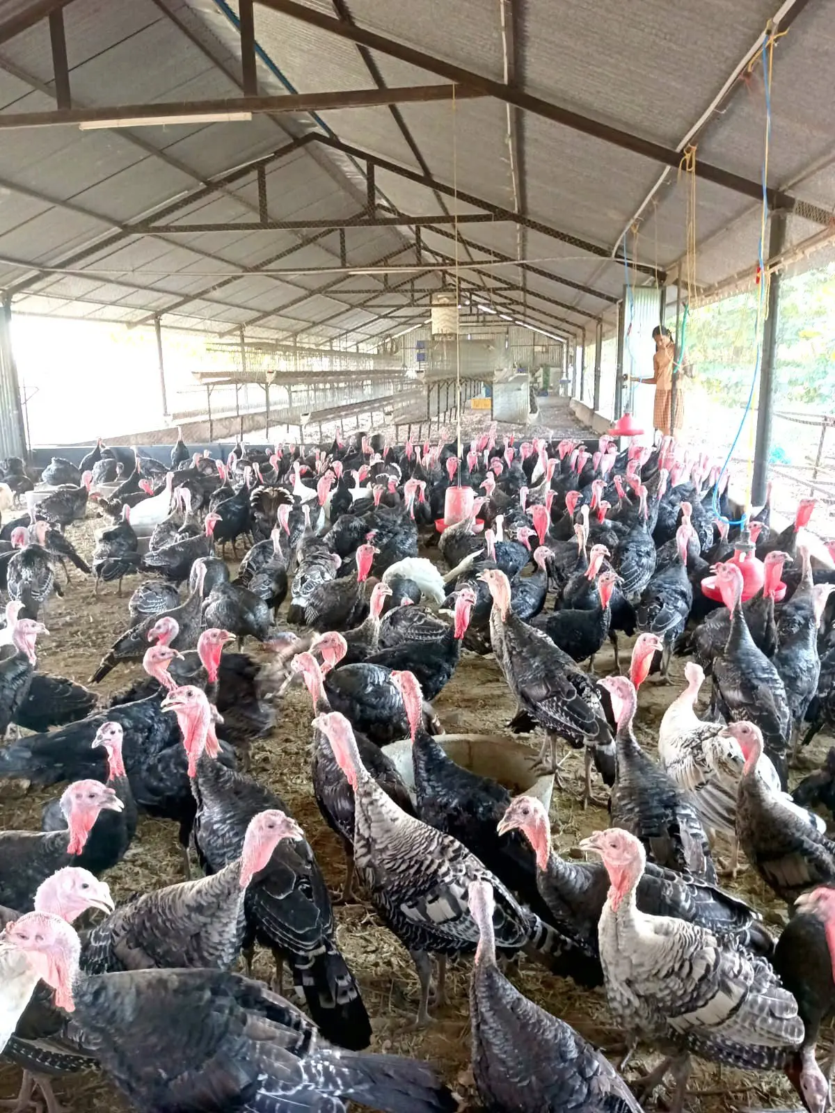 Toyuq və Hinduşkaların ornithobacterioz xəstəliyi və ona qarşı mübarizə tədbirləri