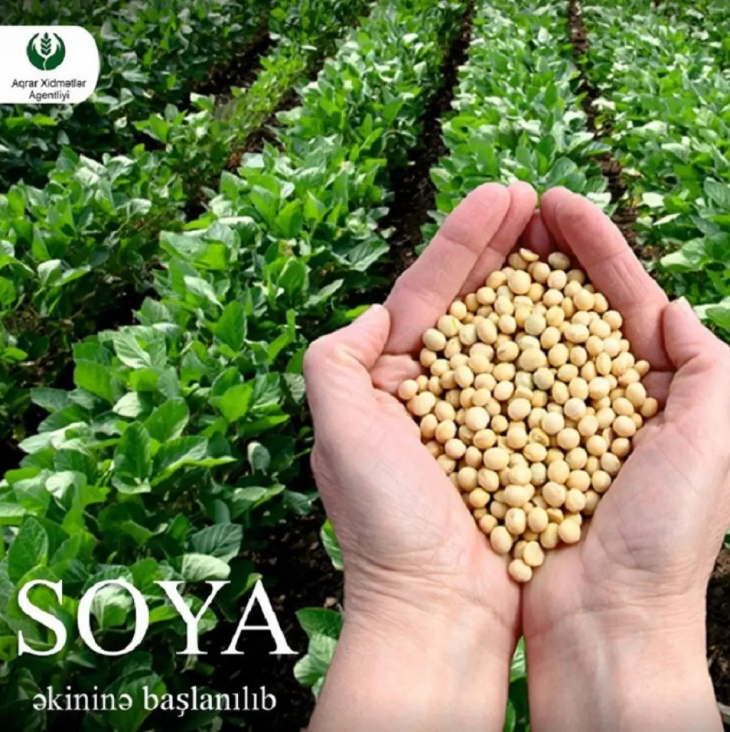 Soya əkininə başlanılıb