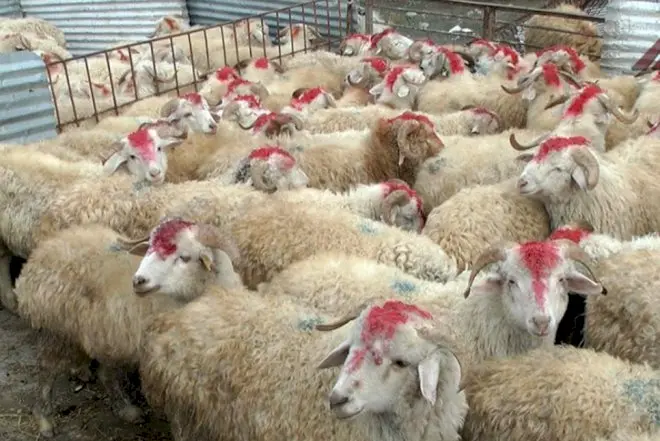 Qurban bayramında Heyvan Sağlamlığı və Baytarlıq Xidmətləri Mərkəzi gücləndirilmiş iş rejimində fəaliyyət göstərəcək