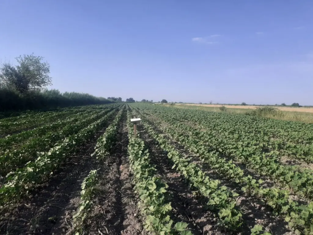 Pambıq sovkasının birinci nəslinə qarşı bioloji mübarizə tədbirlərinə başlanılıb