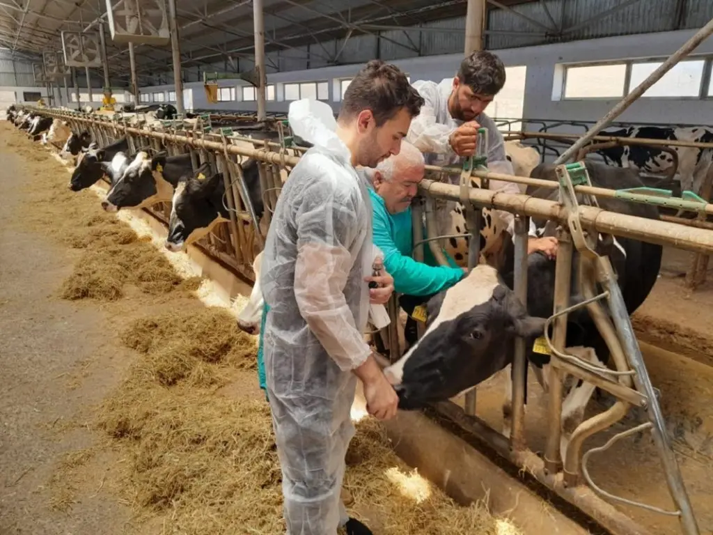 Heyvanlar arasında Qarayara xəstəliyinə qarşı profilaktik peyvəndləmə tədbirini davam etdirilir