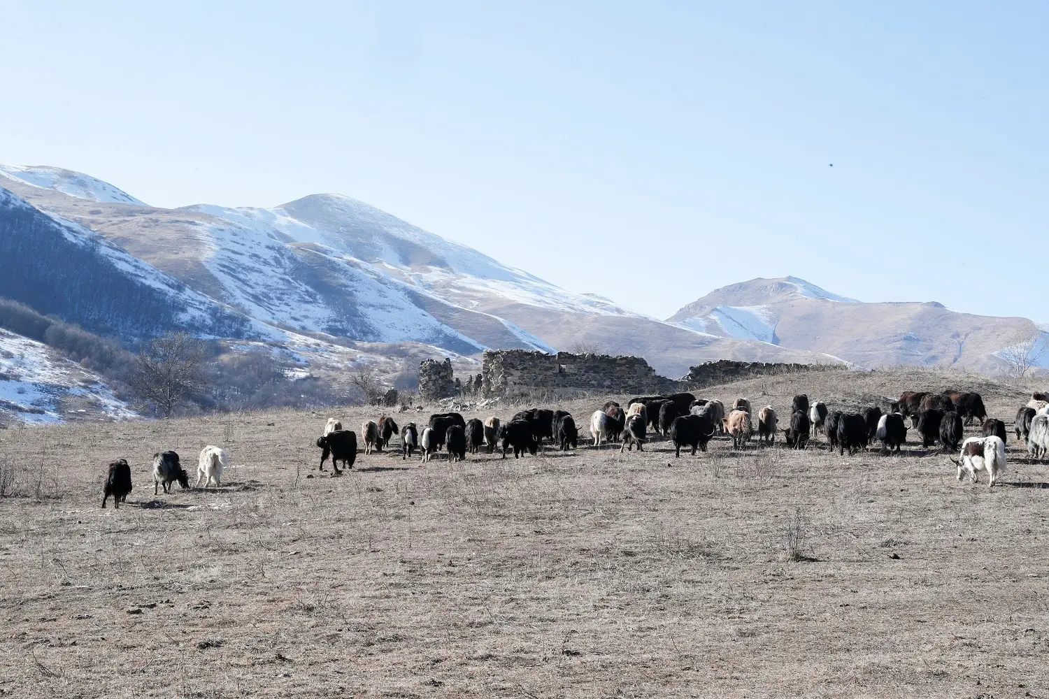 Laçına gətirilmiş yak sürüsünün yerli şəraitə adaptasiya prosesi davam edir