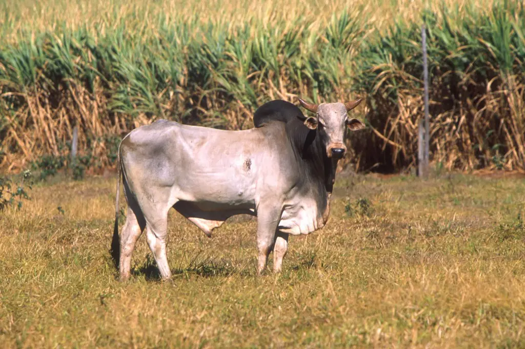 Zebu yüksək səmərə verən heyvandır