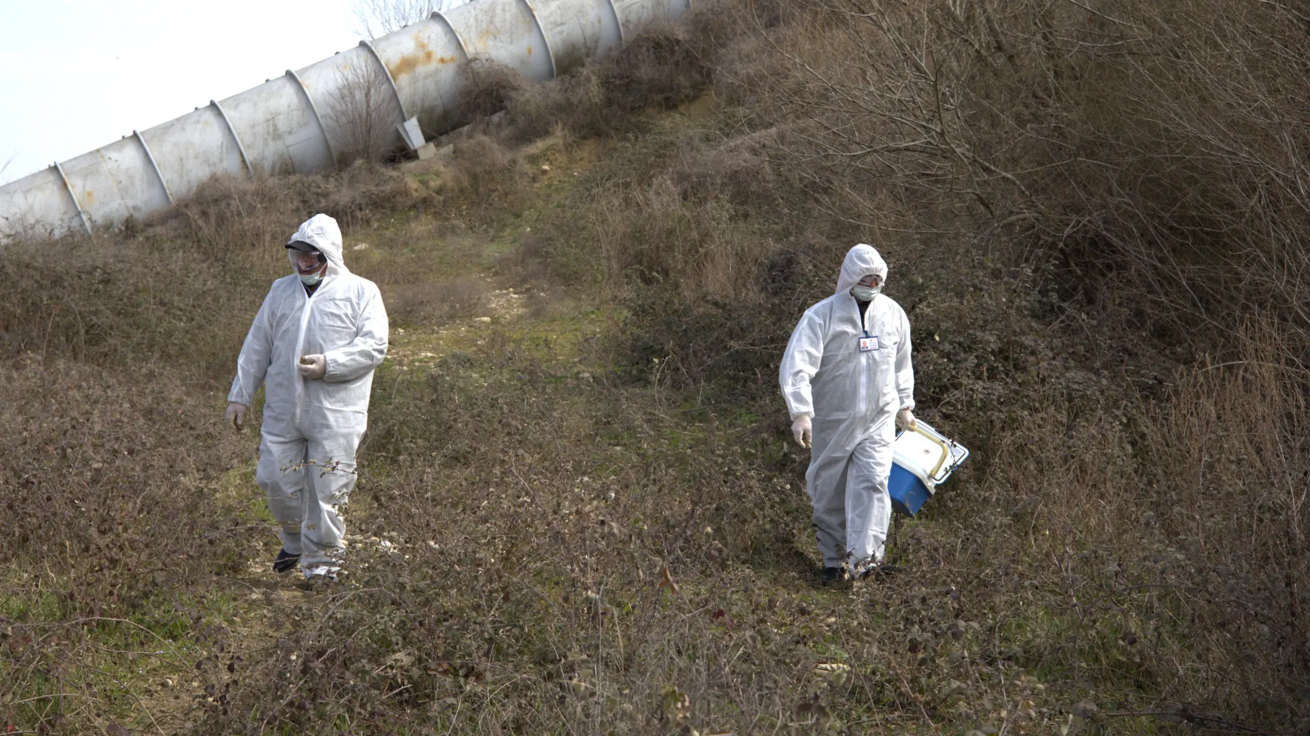 Şabran rayonu ərazisində quduzluğa qarşı peyvəndləmə tədbirləri həyata keçirilib